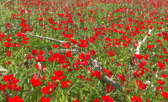 8222anemoni 20150204 101144 edited